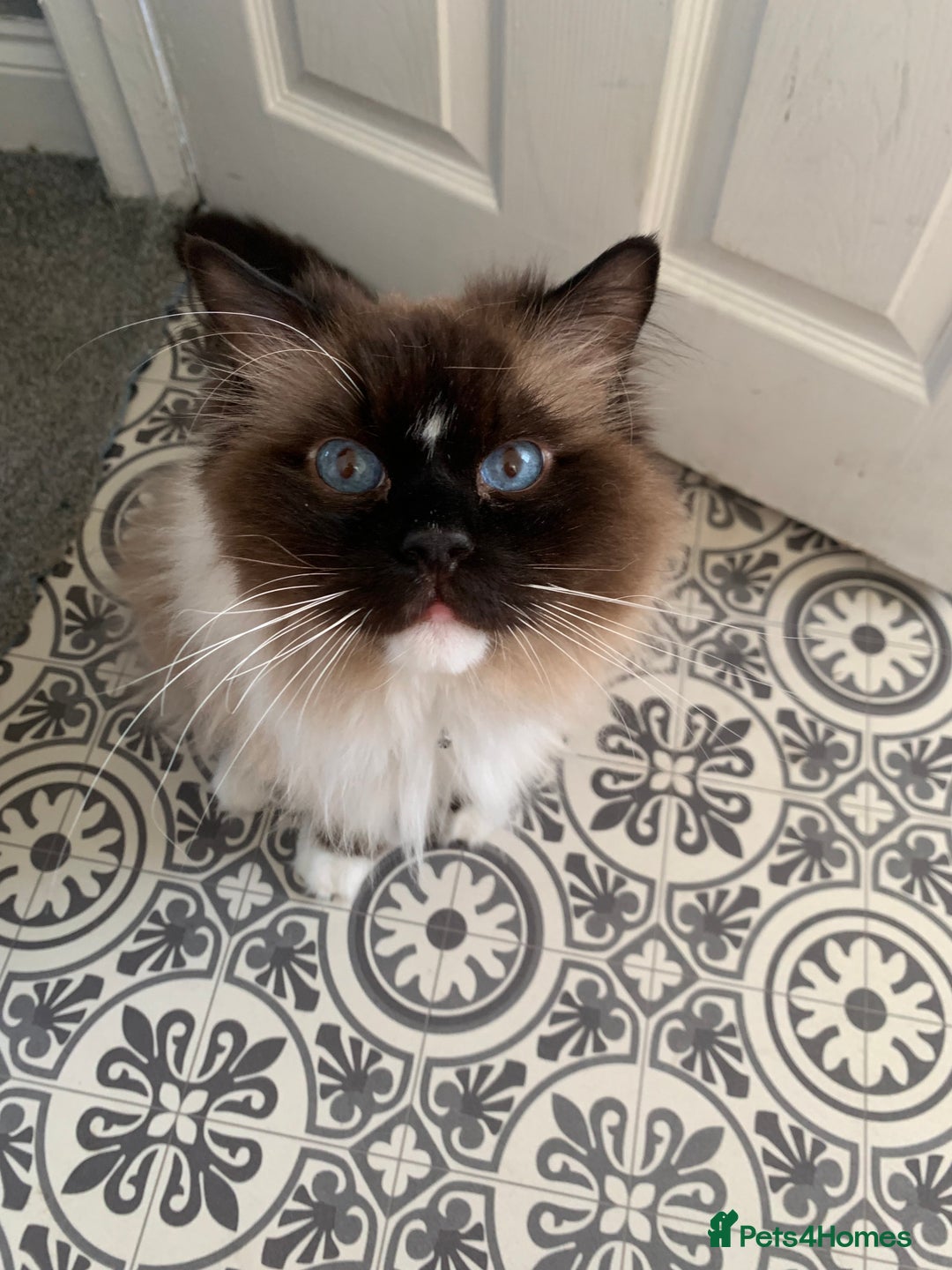 Ragdoll cats for sale: 1 male 1 female rag doll  - Image 2