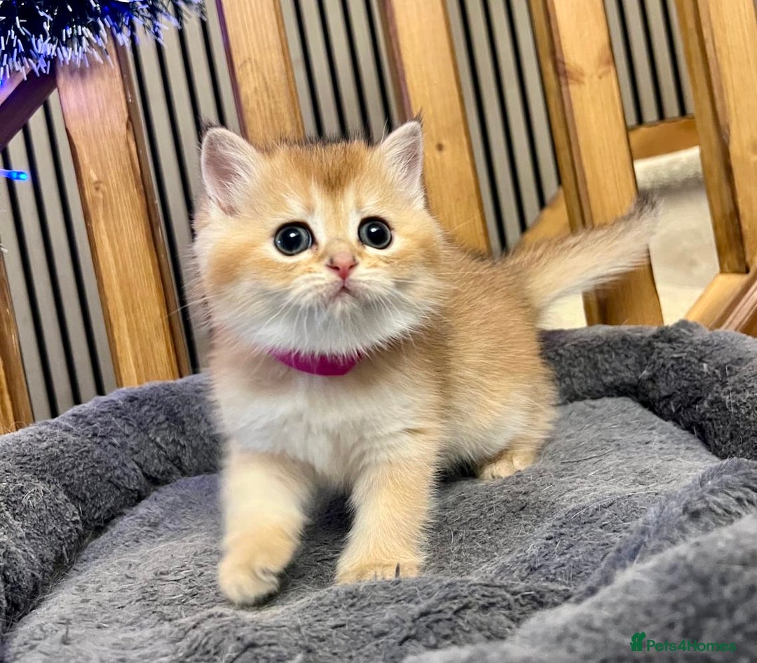 British Shorthair cats for sale: Fully pedigree kittens - Advert 13