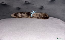 Cocker Spaniel dogs for sale: Working cocker spaniel  - Image 4