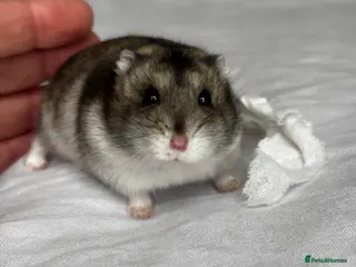 Hamster rodents Dwarf Russian Hamster 9 months old in Salisbury - Advert 8