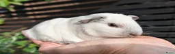 Guinea Pig rodents for sale: Beautiful guinea pig pups - Advert 9