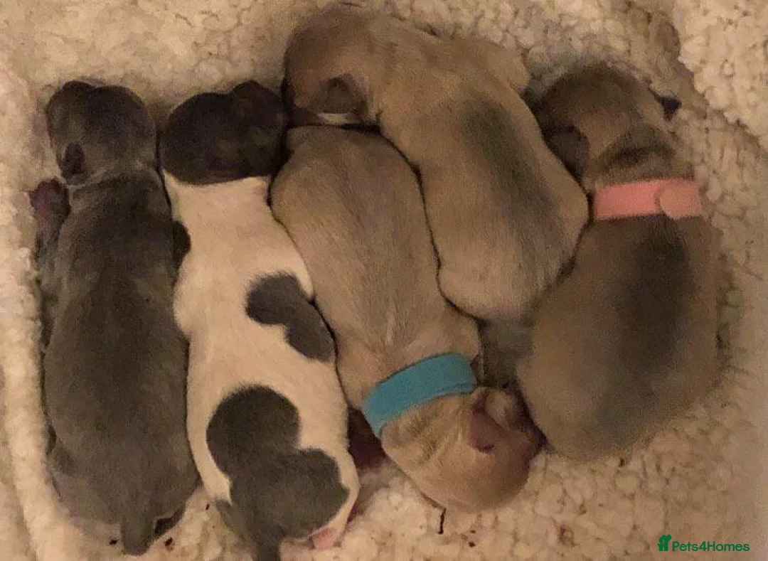 Chihuahua dogs for stud: Handsome Blue, KC reg Chihuahua Boy for Stud in London - Advert 2