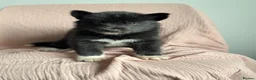 Utonagan dogs for sale: 🐾 Crufts Line Husky x Malamute - Health tested 🐾 - Advert 29