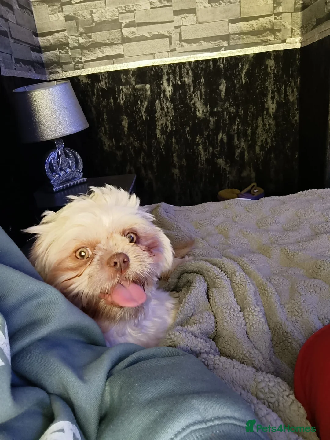 Shih Tzu dogs for sale: Imperial shih-tzus one cream boy left - Advert 11