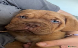 Dogue De Bordeaux dogs for sale: 🐾 Dogue de Bordeaux – Chunky True type- Ready 🐾 - Image 8
