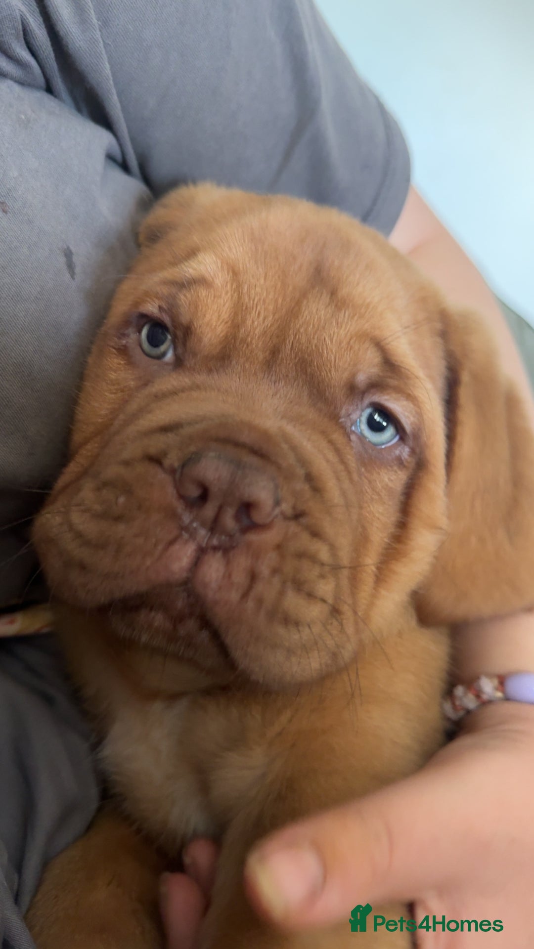 Dogue De Bordeaux dogs for sale: 🐾 Dogue de Bordeaux – Chunky True type- Ready 🐾 - Image 8