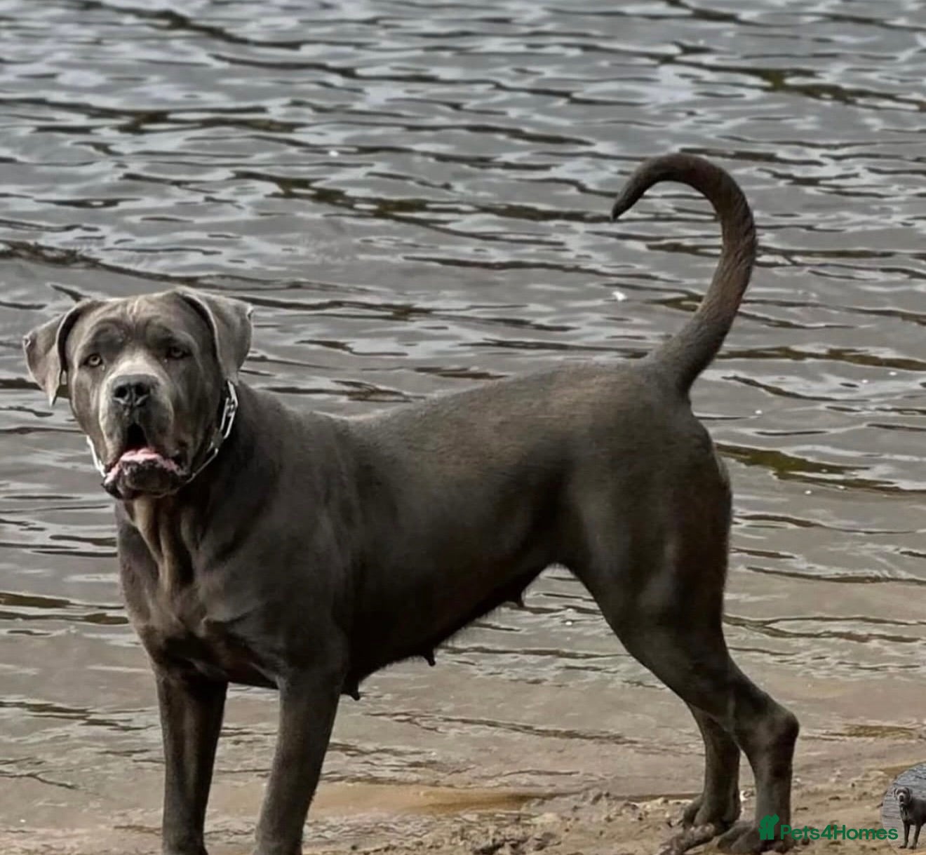 Cane Corso dogs CANE CORSO PUPPIES. 🐾🐾Waiting list now open🐾🐾 - Advert 12