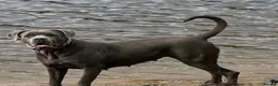 Cane Corso dogs for sale: CANE CORSO PUPPIES. 🐾🐾Waiting list now open🐾🐾 - Advert 1
