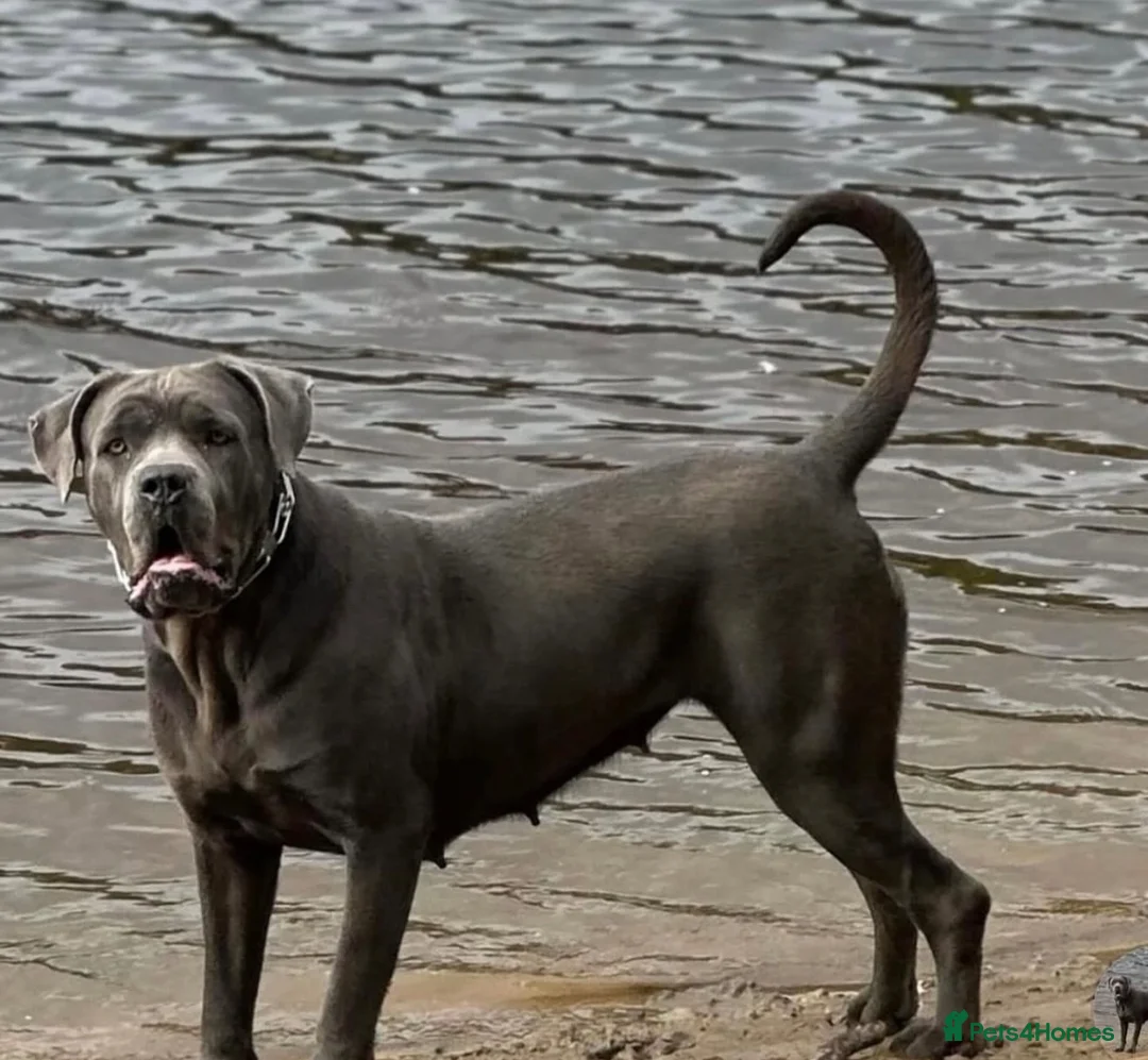 Cane Corso dogs for sale: CANE CORSO PUPPIES. 🐾🐾Waiting list now open🐾🐾 - Advert 1