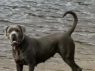 Cane Corso dogs CANE CORSO PUPPIES. 🐾🐾VIEWINGS NOW WELCOME🐾🐾 - Advert 1