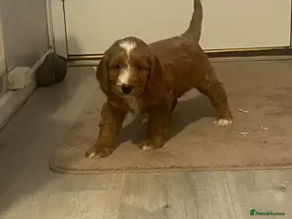 Sproodle dogs Sproodle puppies - Advert 1