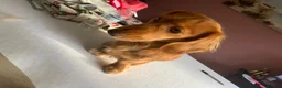 Dachshund dogs for sale: Long hair miniature Dauchhound femal - Advert 5