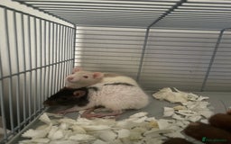Rat rodents for sale: Female rats - Image 3