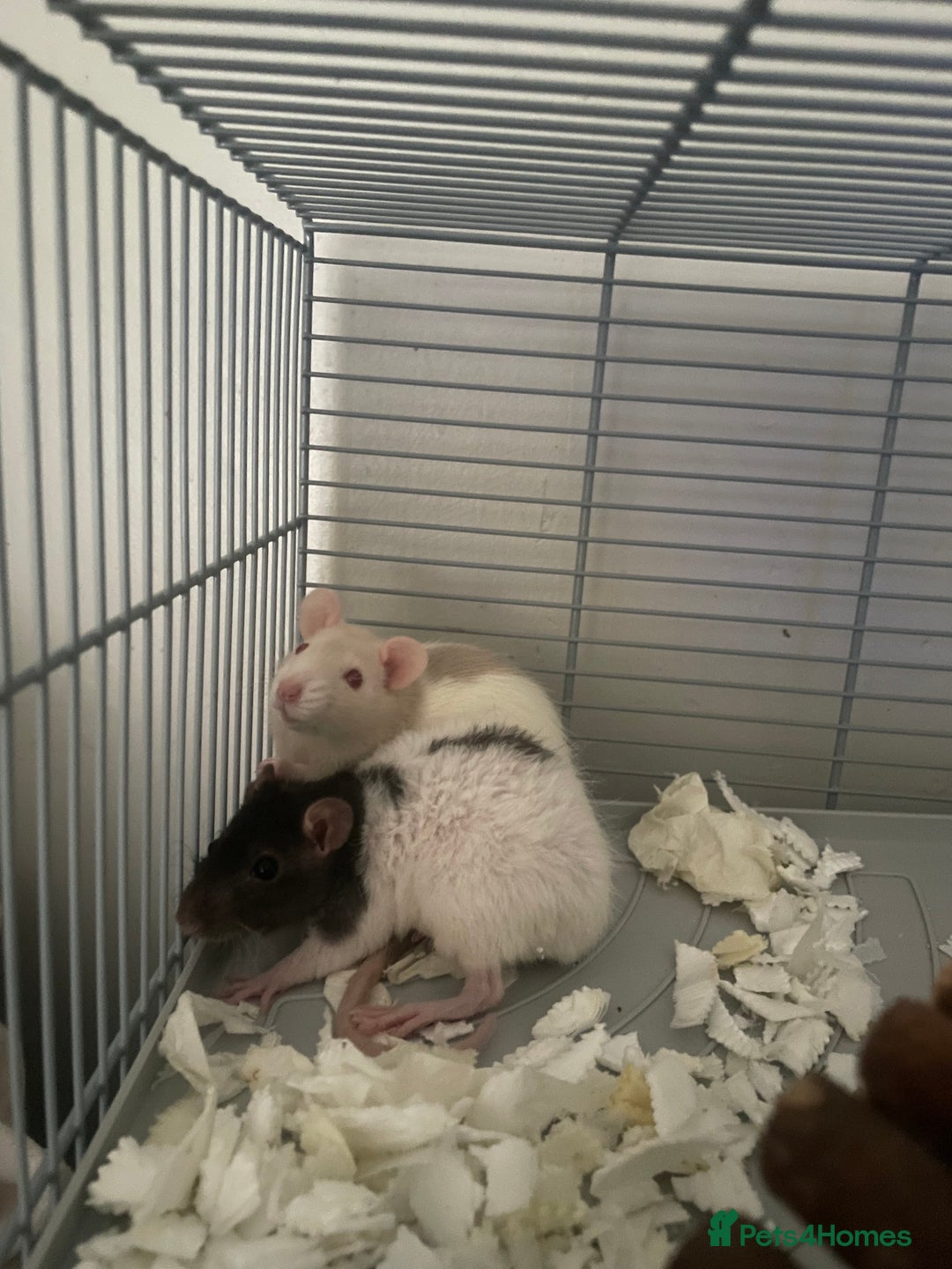 Rat rodents for sale: Female rats - Image 3