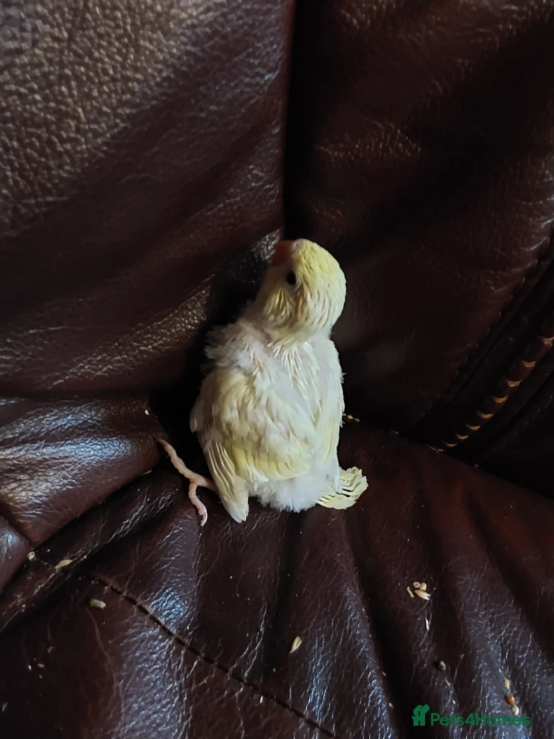 Budgerigars birds for sale: Baby Budgies 3 weeks old ready in 3 weeks. - Advert 7