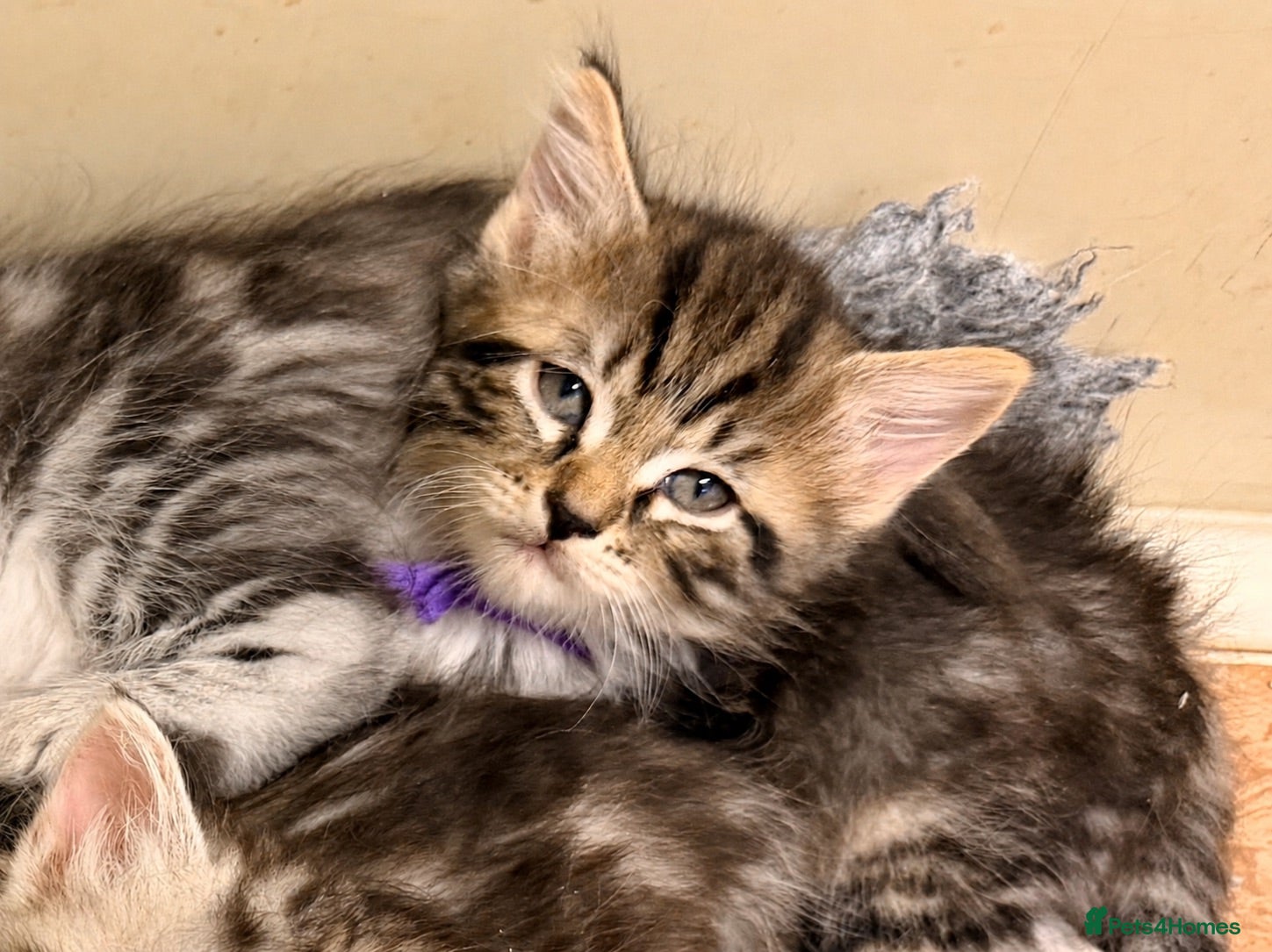 Siberian cats Hypoallergenic, fluffy beautiful healthy Siberians - Advert 16