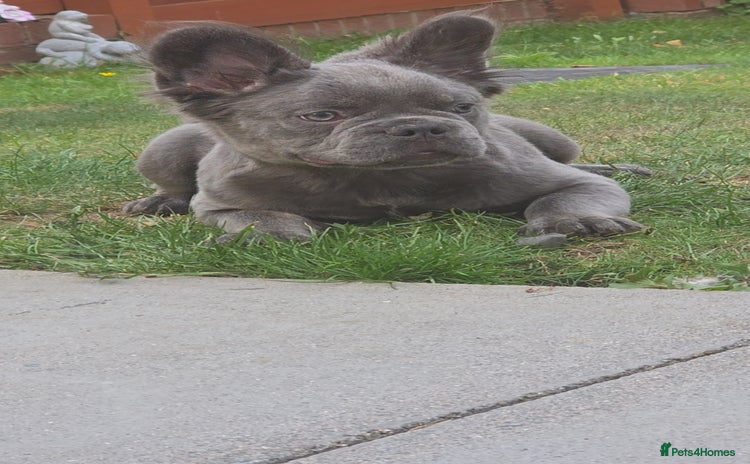 French Bulldog dogs - Advert 1