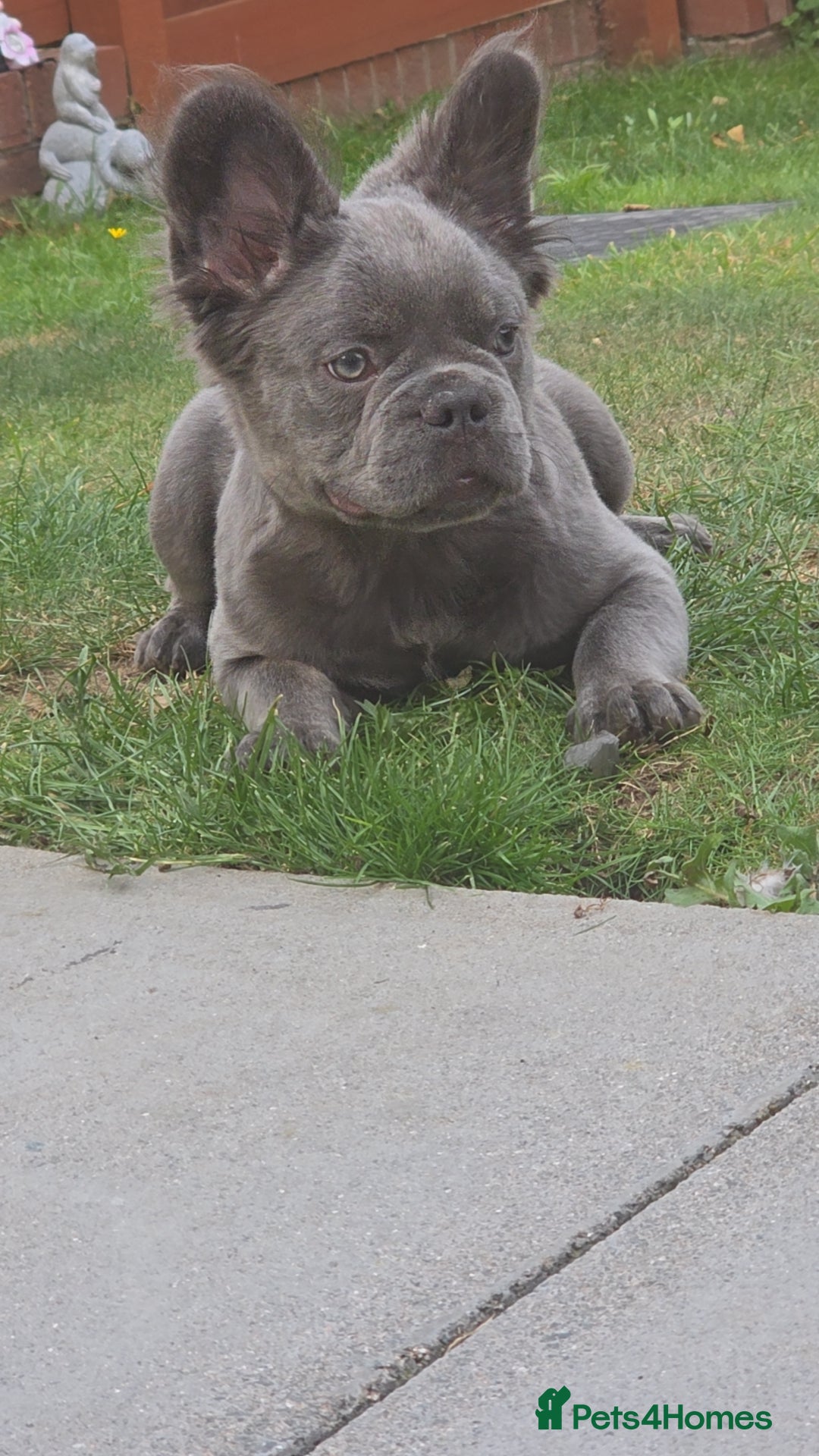 French Bulldog dogs for sale: Beautiful fluffy frenchie girl  - Image 1