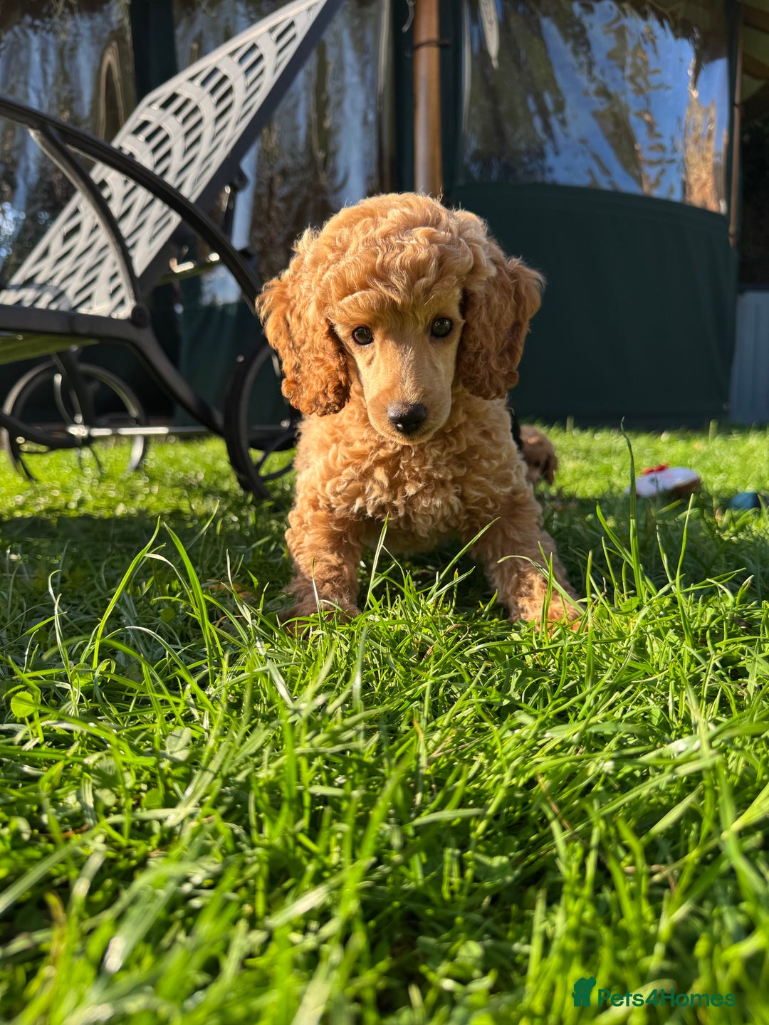 Miniature Poodle dogs for sale: DNA Health tested.Miniature KC Poodle Puppies - Image 19