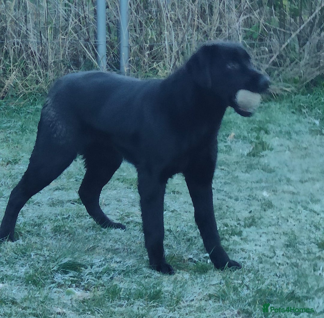 Labrador Retriever dogs for sale: 7mth stunning black male puppy - Advert 4
