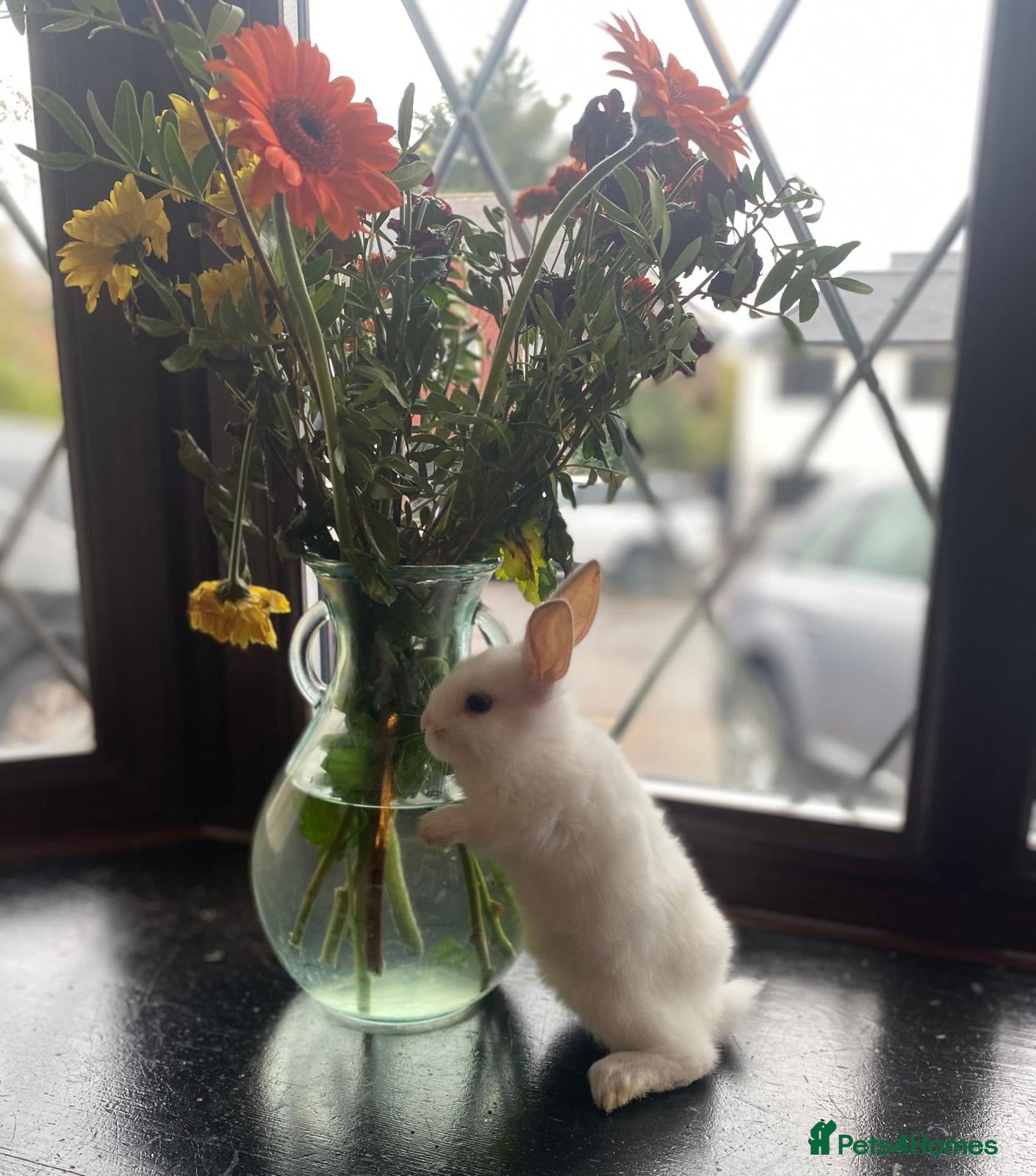 Mixed Breed rabbits for sale: Bunnies for sale  - Advert 1