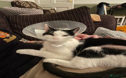 Mixed Breed cats for sale: Bellini & Martini - Image 8