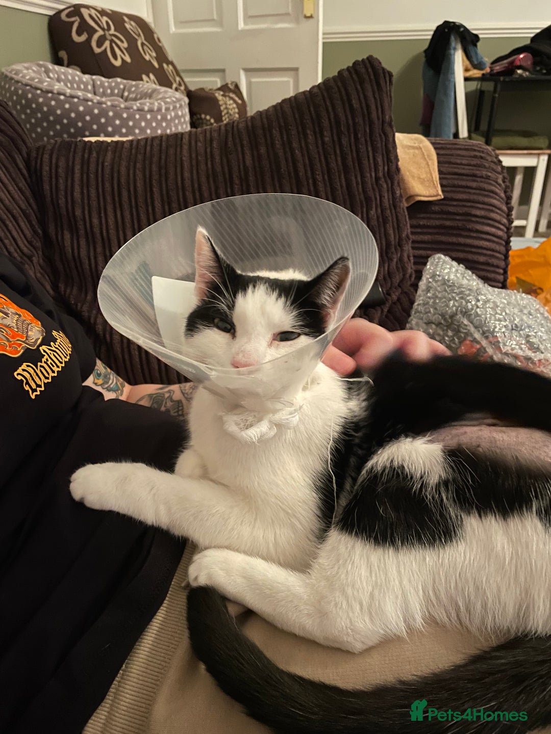 Mixed Breed cats for sale: Bellini & Martini - Image 8