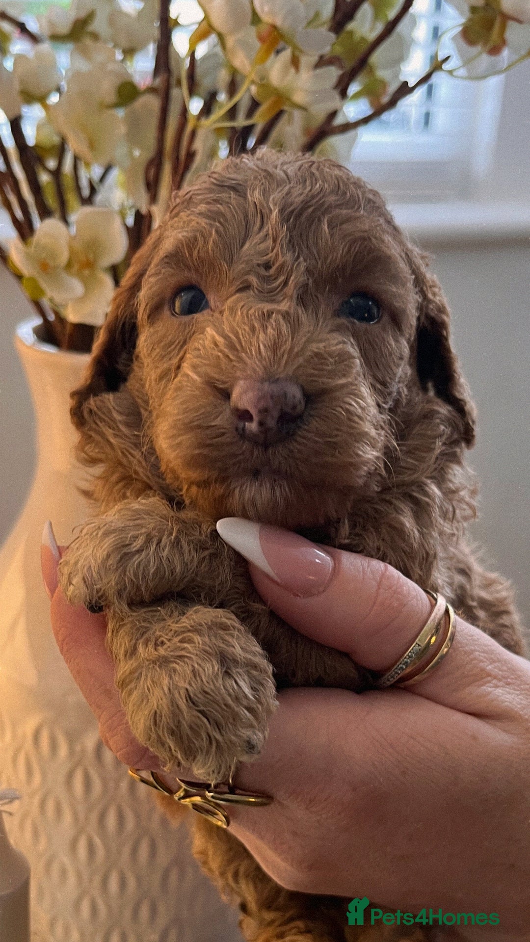 Cockapoo dogs for sale: Cockapoo puppies  - Advert 6