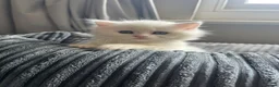 Ragdoll cats for sale: Very unique ragdoll x chinchilla Persian  - Advert 5