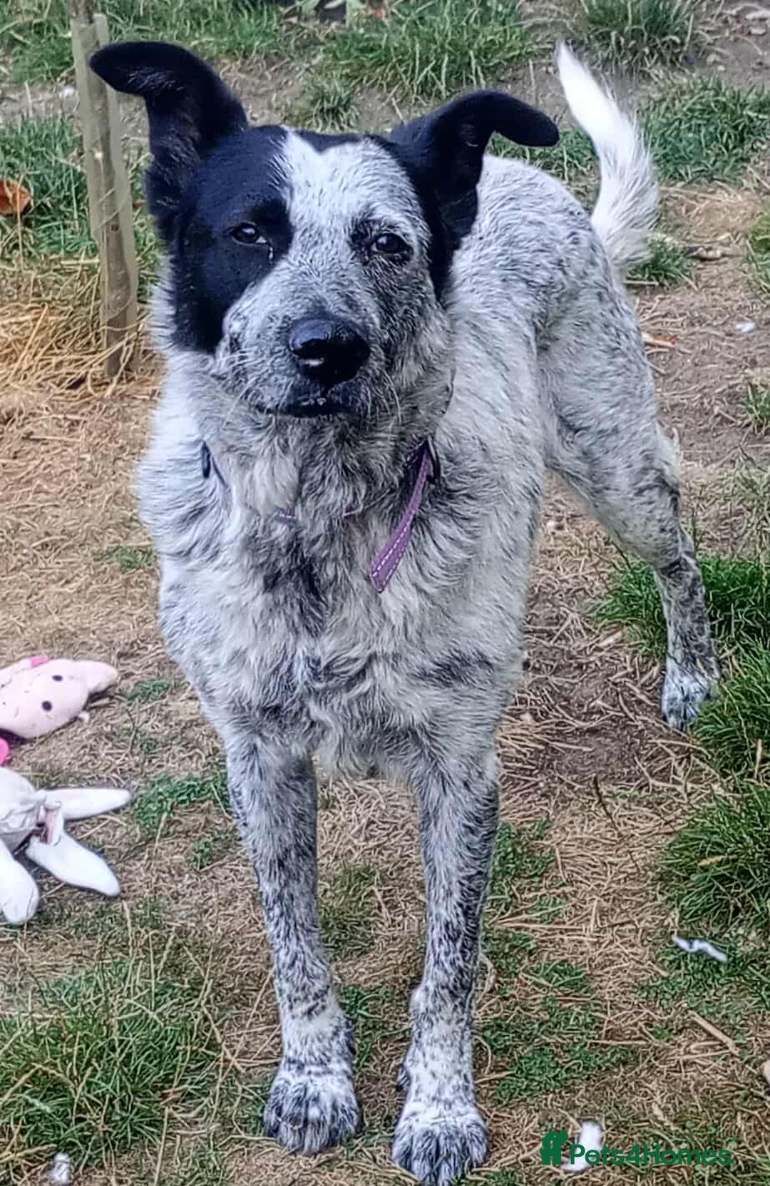 Mixed Breed dogs for adoption: 🐾 Molly is Looking for Her Forever Home 🐾 - Image 2