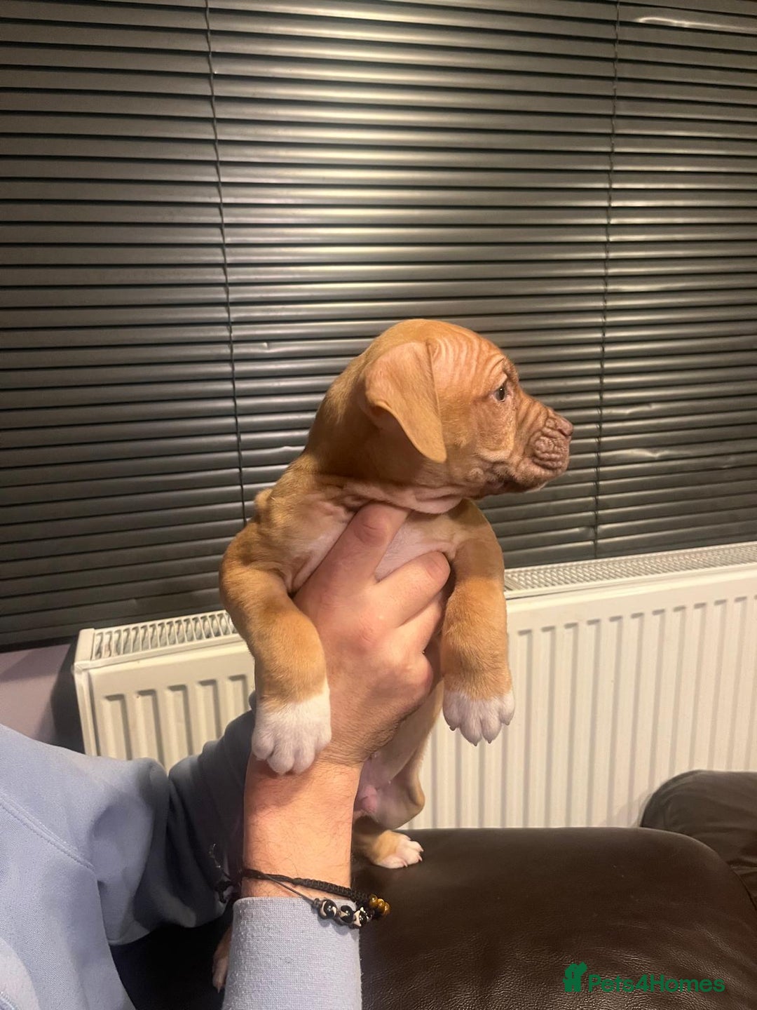 Mixed Breed dogs for sale: Boxer/Staff/Cane Corso Puppies for Sale - Advert 1