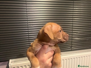 Mixed Breed dogs Boxer/Staff/Cane Corso Puppies for Sale - Advert 1