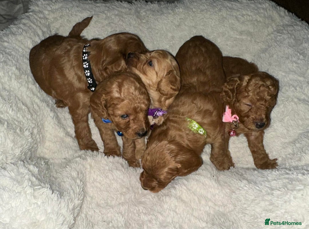 Cockapoo dogs for sale: Gorgeous F1b cockapoo puppies  - Advert 16