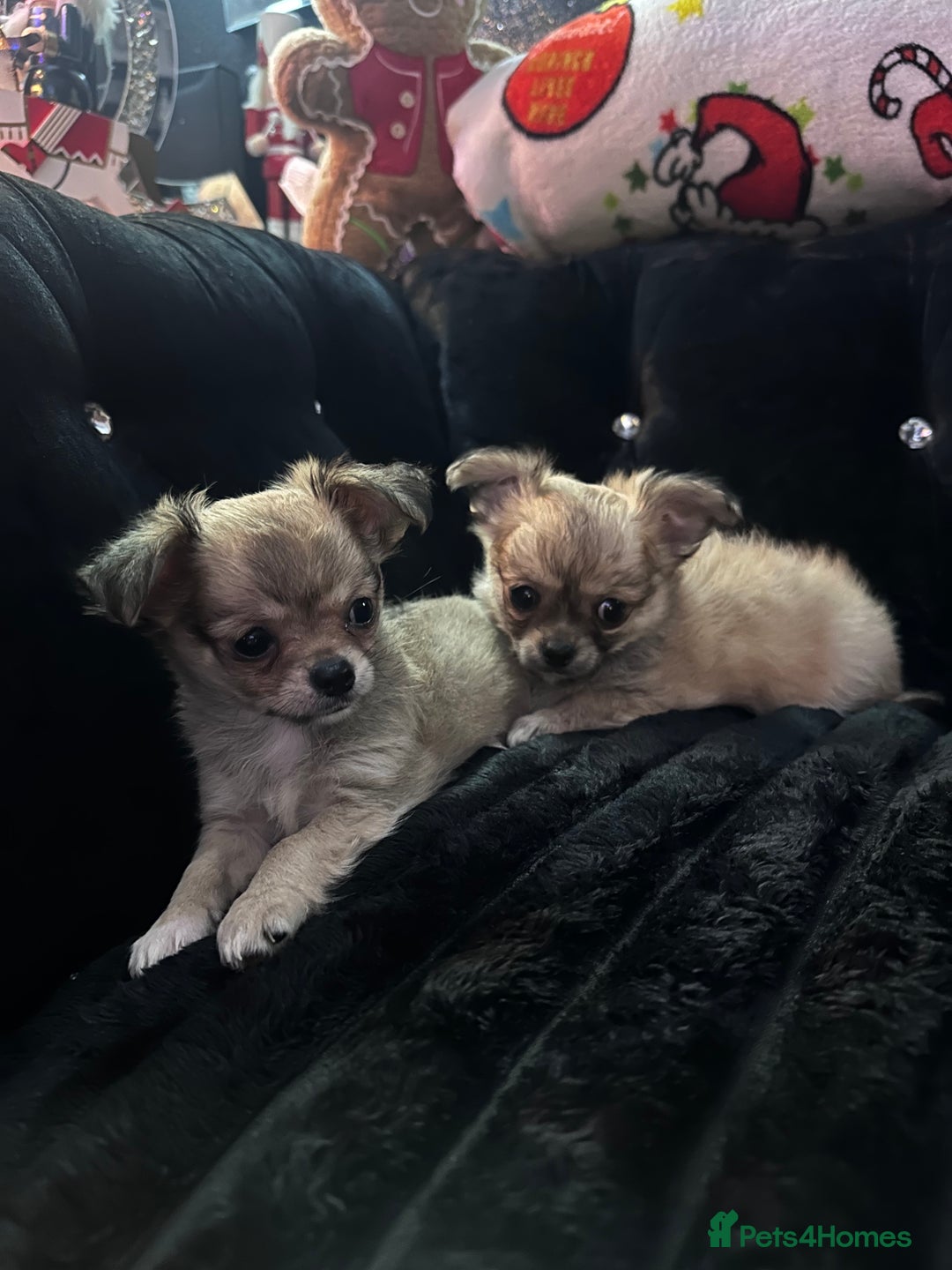 Chihuahua dogs for sale: 3 beautiful chihuahua puppy’s - Advert 5