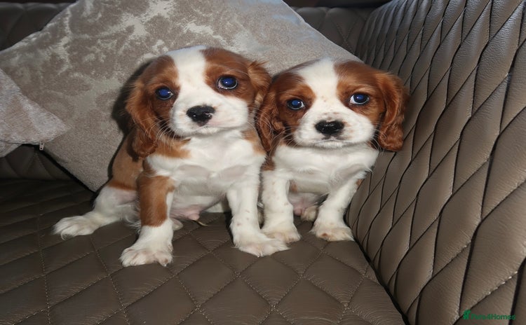 Cavalier King Charles Spaniel dogs - Advert 1