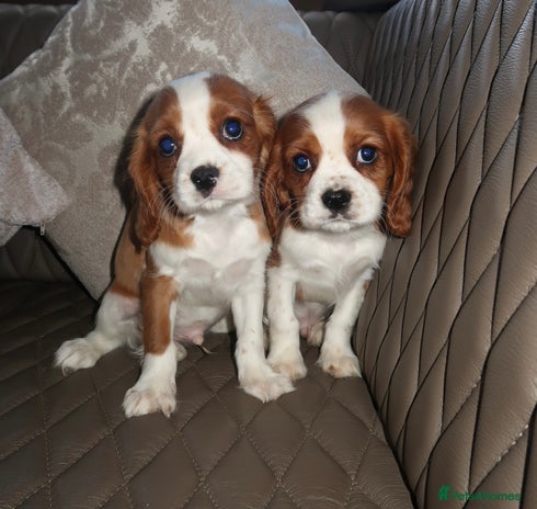 Cavalier King Charles Spaniel dogs - Advert 2