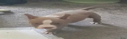 American Bully dogs for sale: American pocket bully puppies - Advert 34