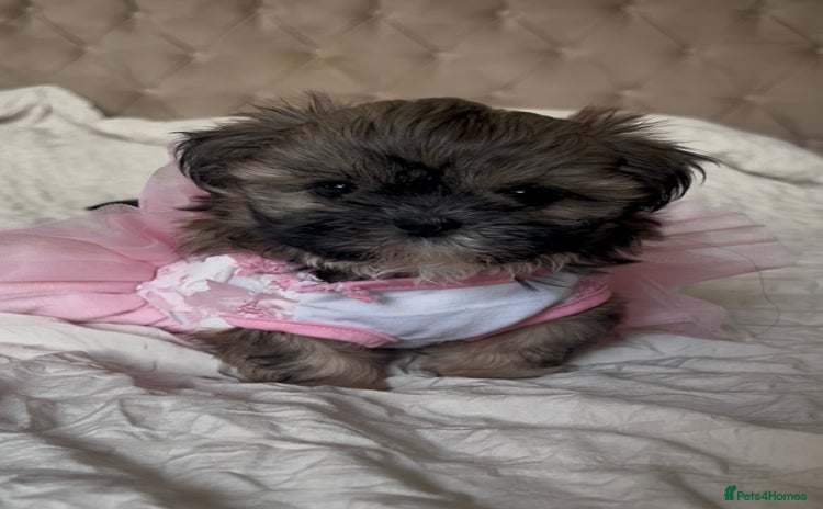 Shih Tzu dogs - Advert 4