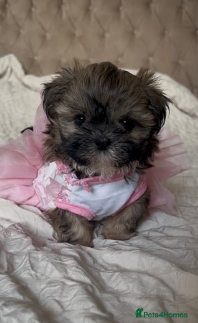 Shih Tzu dogs - Advert 4