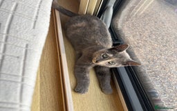 Mixed Breed cats for sale: Beautiful grey female kitten - Image 1