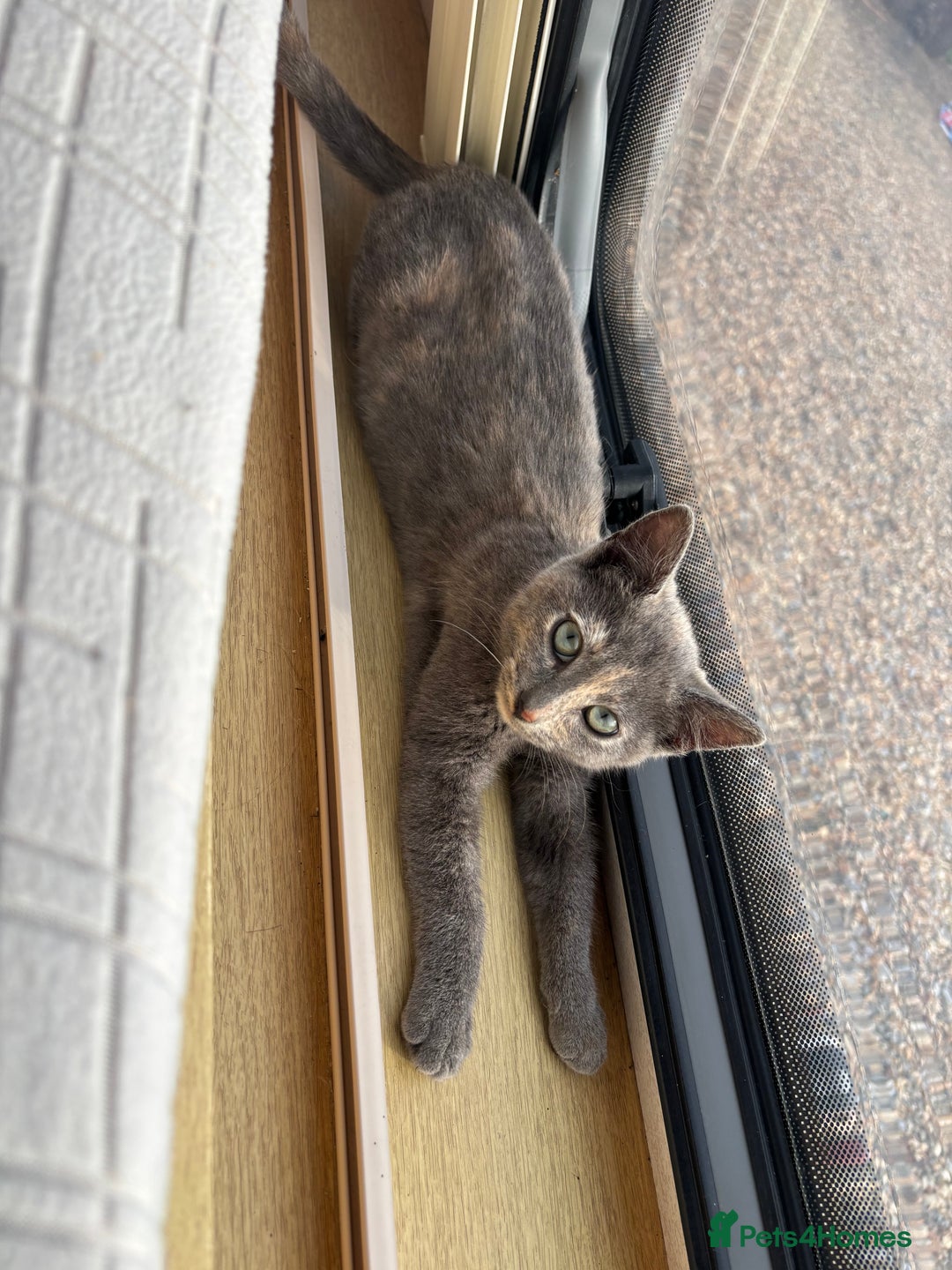 Mixed Breed cats for sale: Beautiful grey female kitten - Image 1
