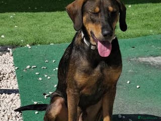 Mixed Breed dogs Argos the true gent - Advert 3