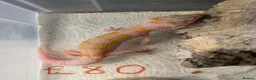 Leopard Gecko reptiles for sale: Albino leopard geckos cb26 in Gloucester - Advert 6