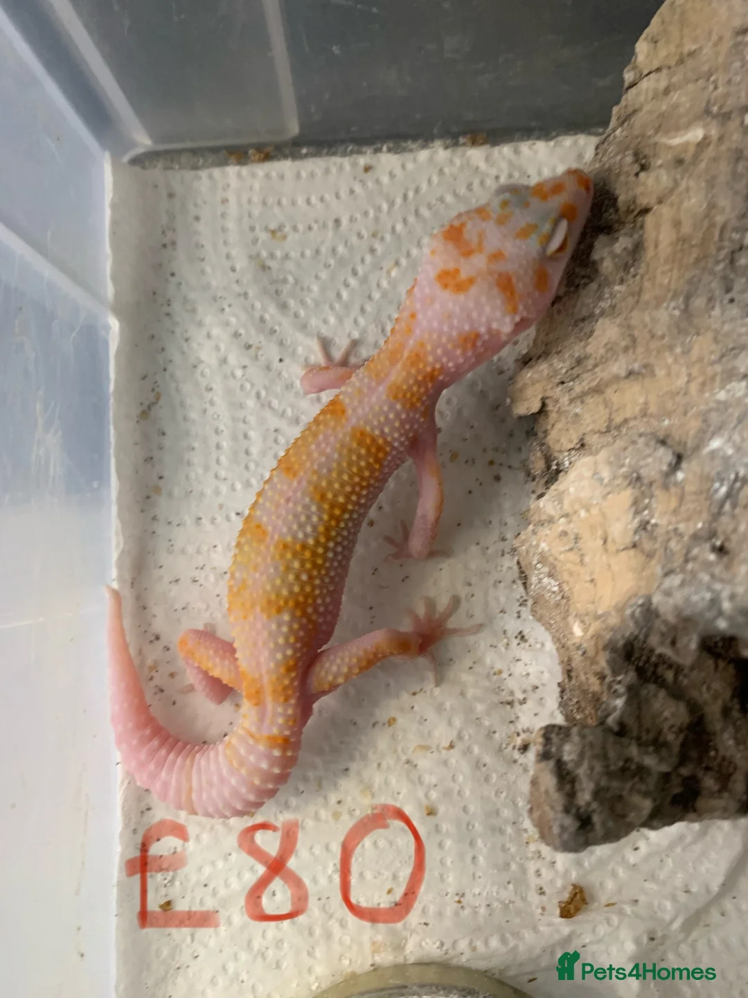 Leopard Gecko reptiles for sale: Albino leopard geckos cb26 in Gloucester - Advert 6