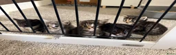 Maine Coon cats for sale: Maine coon x Bombay x Tabby - Advert 4