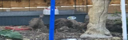 Ducks poultry for sale: Khaki campbell  - Advert 3