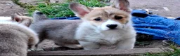 Welsh Corgi Pembroke dogs for sale: KC Pembroke Corgis  - Advert 16