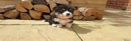 Welsh Corgi Pembroke dogs for sale: 8 Beautiful Kc Welsh Corgi puppies ready soon... - Advert 20