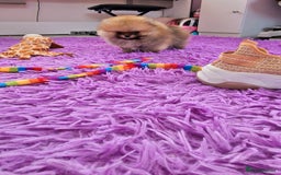 Pomeranian dogs for sale: Super tiny 2 Girls & a boy 💙💓 - Image 2
