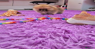 Pomeranian dogs - Advert 12